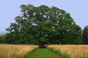 Denuwa Fotografie - Landschaftsfotografie Irland (Ireland) - County Offaly