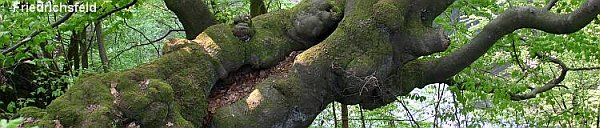 Denuwa Fotografie - Landschaftsfotografie - Friedrichsfeld (Altkreis Hofgeismar)