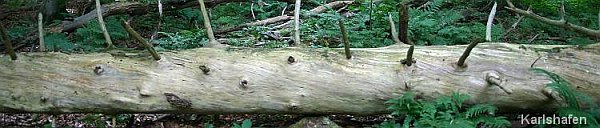 Denuwa Fotografie - Landschaftsfotografie - Bad Karlshafen (Altkreis Hofgeismar)