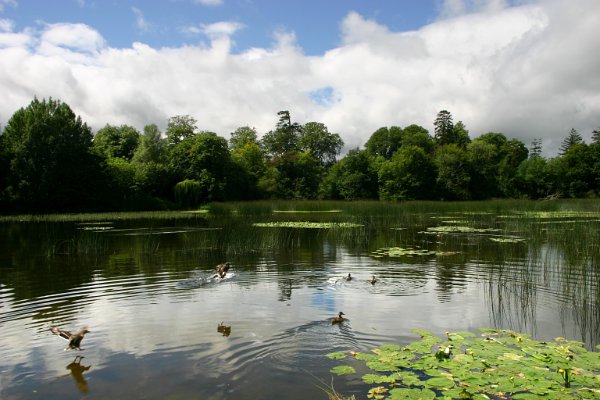 Denuwa Fotografie - Landschaftsfotografie - Irland - County Offaly - Lake at Birr Castle