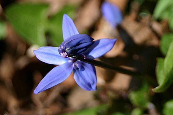 Denuwa Fotografie - Naturfotografie - Blaustern