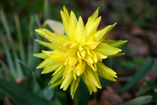 Denuwa Fotografie - Naturfotografie - Gefüllte Glockenblume