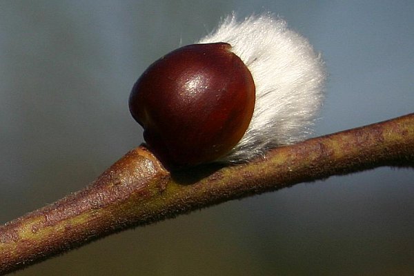 Denuwa Fotografie - Naturfotografie - Weidenkätzchen