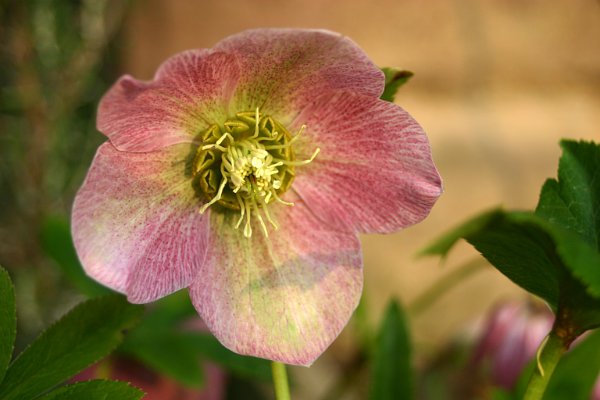 Denuwa Fotografie - Naturfotografie - Christrose