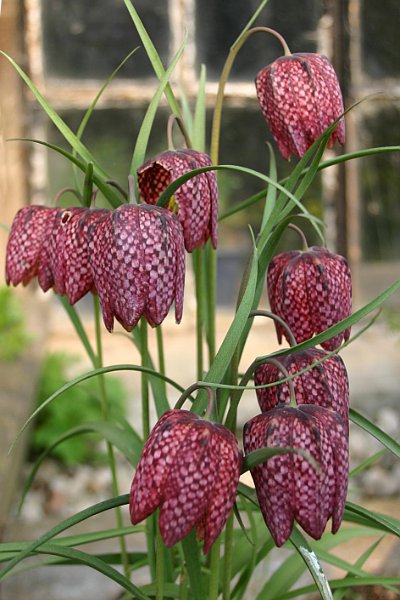 Denuwa Fotografie - Naturfotografie - Schachbrettblume