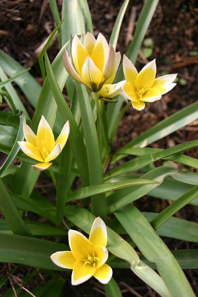 Denuwa Fotografie - Naturfotografie - Tarda-Tulpe