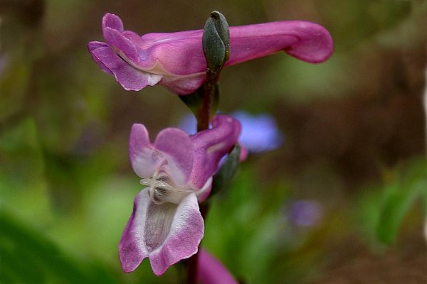 Denuwa Fotografie - Naturfotografie - Löwenmäulchen