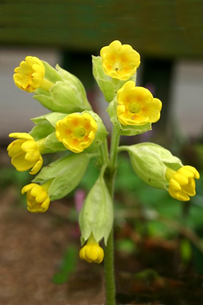 Denuwa Fotografie - Naturfotografie - Gelbe Schlüsselblume