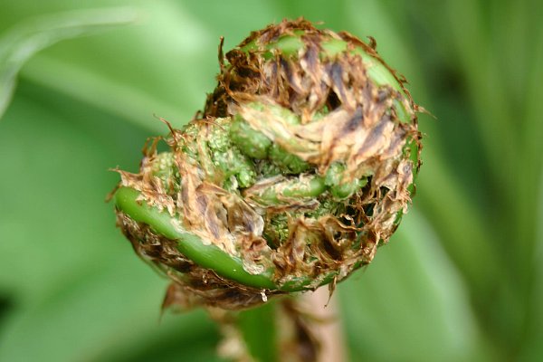 Denuwa Fotografie - Naturfotografie - Farn in der embrionalen Phase