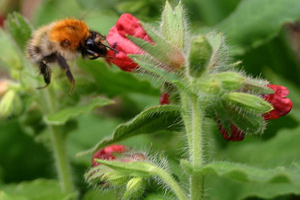 Denuwa Fotografie - Naturfotografie - Lungenkraut