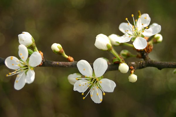 Denuwa Fotografie - Naturfotografie - Apfelblüte