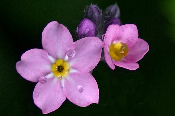 Denuwa Fotografie - Naturfotografie - Seltenheit: Rosa Vergissmeinnicht