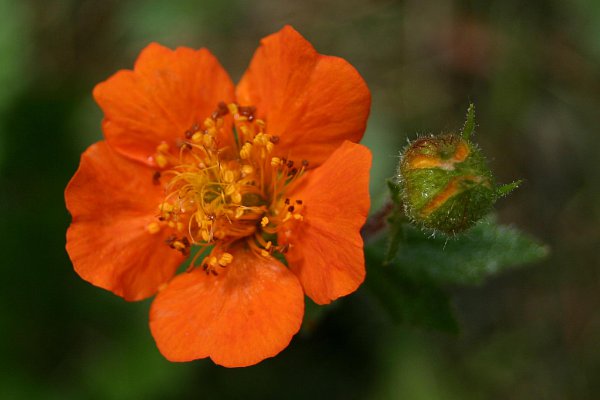 Denuwa Fotografie - Naturfotografie - Orangerote Nelkenwurz