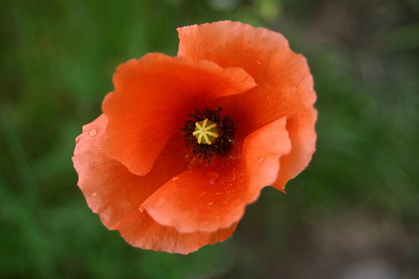 Denuwa Fotografie - Naturfotografie - Feldmohn