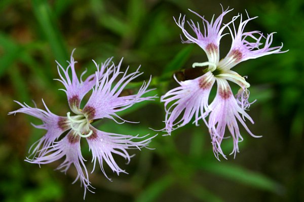 Denuwa Fotografie - Naturfotografie - Prachtnelke