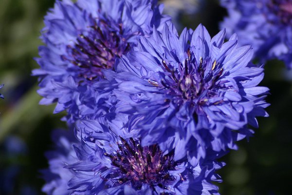 Denuwa Fotografie - Naturfotografie - Kornblume