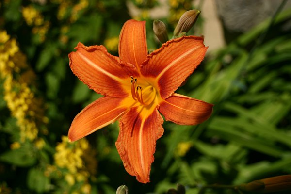 Denuwa Fotografie - Naturfotografie - Orange Lilie