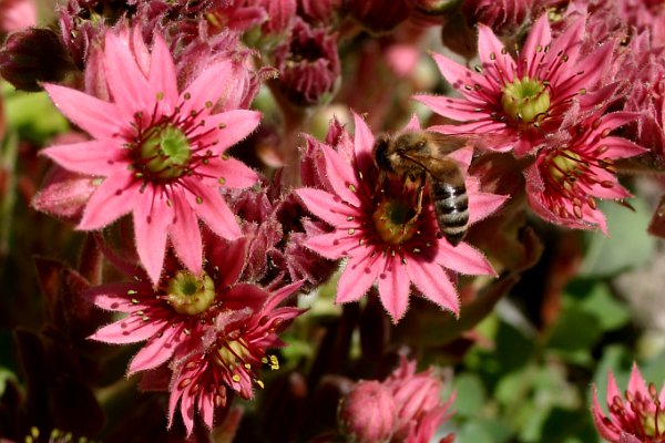 Denuwa Fotografie - Naturfotografie - Hauswurz