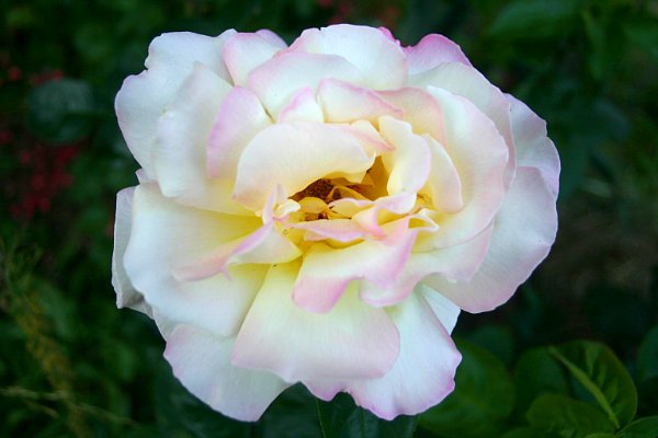 Denuwa Fotografie - Naturfotografie - Edelrose Gloria (Rosenstock ca. 80 Jahre alt)