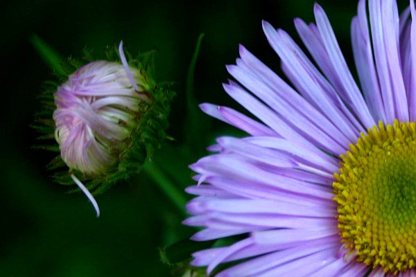 Denuwa Fotografie - Naturfotografie - Blauviolette Margerite