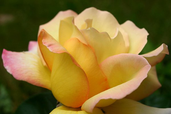 Denuwa Fotografie - Naturfotografie - Rose