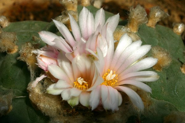 Denuwa Fotografie - Naturfotografie - Kaktee