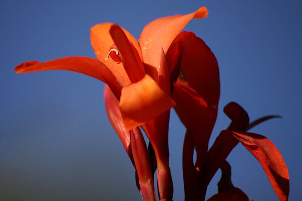 Denuwa Fotografie - Naturfotografie - ???