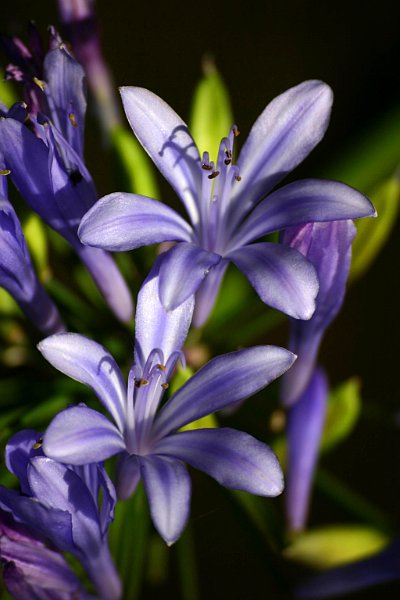 Denuwa Fotografie - Naturfotografie - Glockenblume