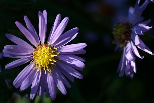 Denuwa Fotografie - Naturfotografie - Blauviolette Margerite