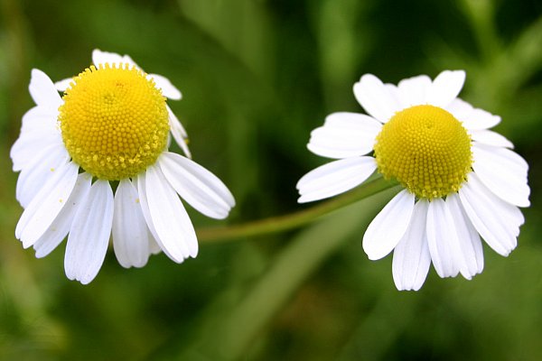 Denuwa Fotografie - Naturfotografie - Echte Kamille