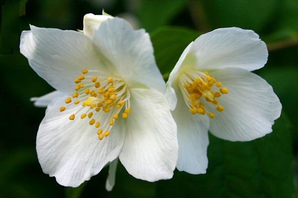 Denuwa Fotografie - Naturfotografie - Mispelblüte