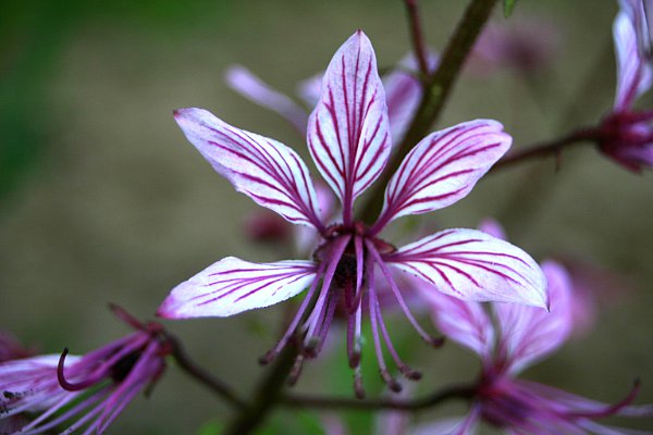 Denuwa Fotografie - Naturfotografie - Dipdam