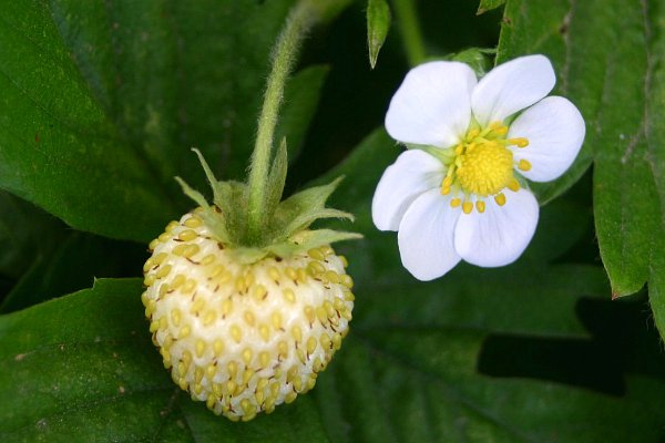 Denuwa Fotografie - Naturfotografie - Weiße Erdbeere