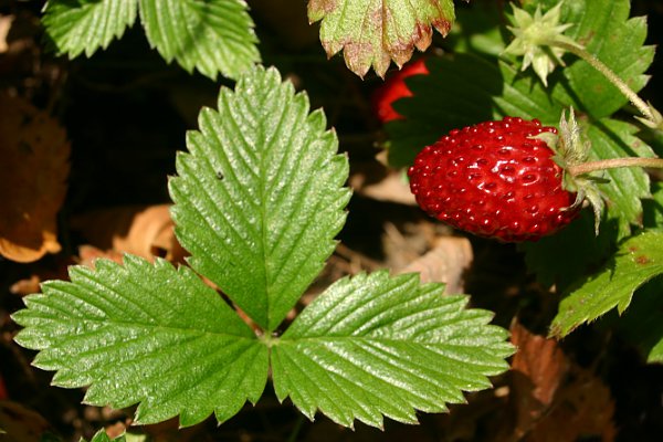 Denuwa Fotografie - Naturfotografie - Walderdbeere