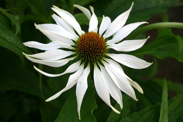 Denuwa Fotografie - Naturfotografie - Weiße Echinacea