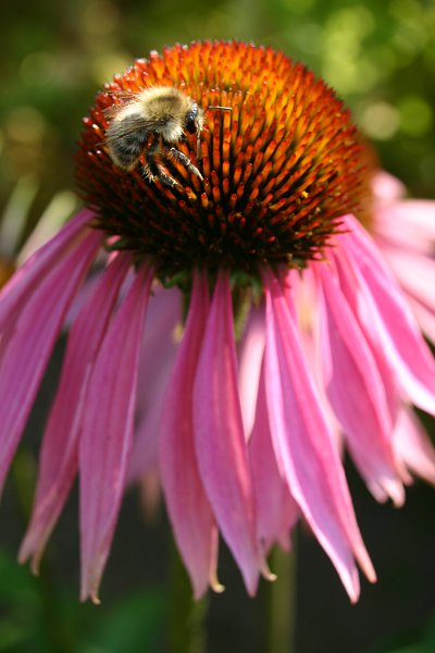 Denuwa Fotografie - Naturfotografie - Rote Echinacea