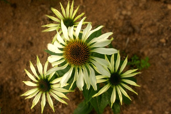 Denuwa Fotografie - Naturfotografie - Gelbe Echinacea